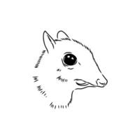 mouse deer family of deer sketch vector