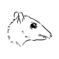 sketch of a mouse deer's head vector