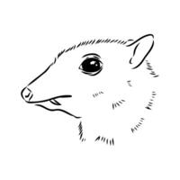 Mouse deer drawing vector