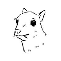 kanchil mouse deer head sketch vector