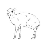 kanchil the mouse deer vector