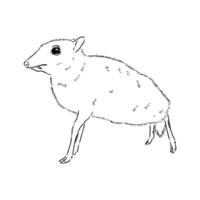 small deer mouse deer vector