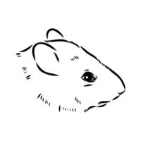 sketch of the head of a European water vole vector