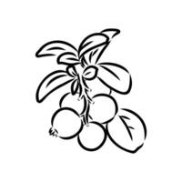 healthy delicious cranberry berry drawing vector