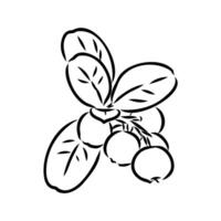 useful berry lingonberry sketch vector