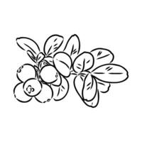 useful cranberry berry black and white sketch vector