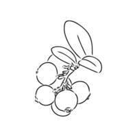 a useful berry is a lingonberry vector
