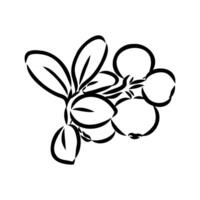 sweet and sour lingonberry berries sketch vector