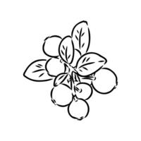 medicinal delicious lingonberry berries sketch vector