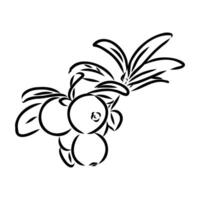 red cranberry berry black and white sketch vector