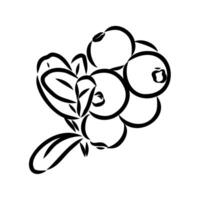 red berry lingonberry sketch vector