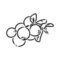 delicious cranberry berry black and white sketch vector