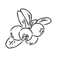 red cranberry berry vector