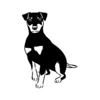 hunting dog wire-haired jagdterrier vector