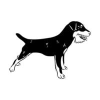 the dog is a German wire-haired Jagdterrier vector
