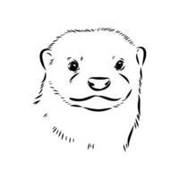 The head of a small Asian otter sketch vector