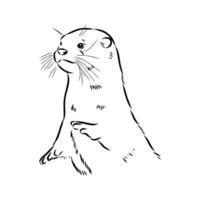 Asian predatory otter sketch vector