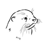 head of a predatory Asian otter sketch vector