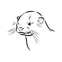 Head of a predatory Asian otter drawing vector