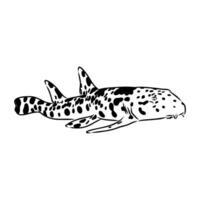 common cat shark sketch vector