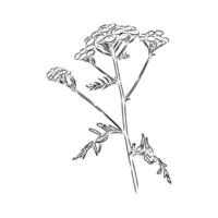 medicinal plant tansy vector