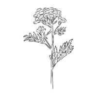 common tansy flower black and white sketch vector