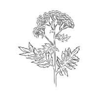 flower of common tansy sketch vector
