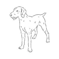 sketch of the brave wire-haired cop Drathaar vector