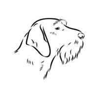 sketch of the head of a hunting dog drathaar vector