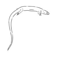 green tree lizard abronia sketch vector