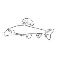 ray-finned fish abbotina sketch vector