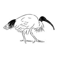 Fearful bird Australian ibis sketch vector