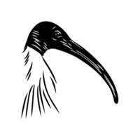 The head of the Australian marsh ibis drawing vector