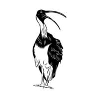 Shy bird Australian ibis sketch vector