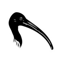 The head of the wading bird of the Australian ibis vector