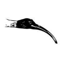 Bird Australian ibis drawing vector