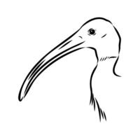 Wading bird Australian ibis sketch vector