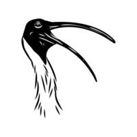 Australian ibis drawing vector