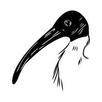 Australian ibis black and white drawing vector