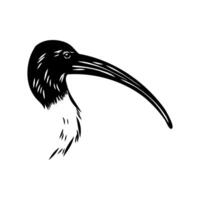 Australian ibis black and white sketch vector