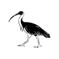 Australian ibis sketch vector