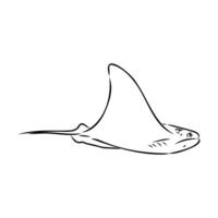 stingray cartilaginous fish sketch vector