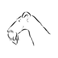 head profile drawing of a wire-haired fox terrier vector