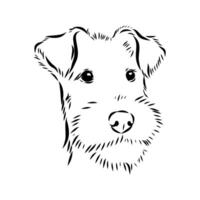 sketch of the head of a popular wire-haired fox terrier vector