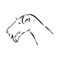 head drawing of a wire-haired fox terrier vector