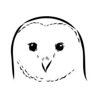 sketch of the head of a night owl bird vector