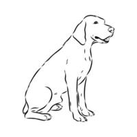 dog hound dunker sketch vector