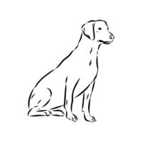 Norwegian hound dog dunker drawing vector