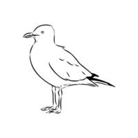 black and white sketch of a red-billed Australian seagull vector