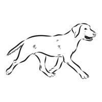 Norwegian hound dog dunker sketch vector